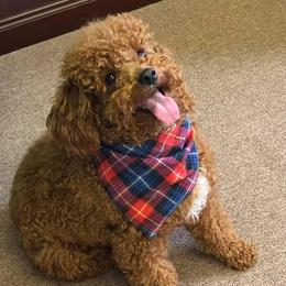 Lace - Goldendoodle
