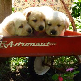 Labrador Retrievers from Regen Labrador Retrievers