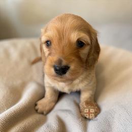 Ron - Red male Dachshund puppy in Miami, Florida from Haus Ernand Dachshunds