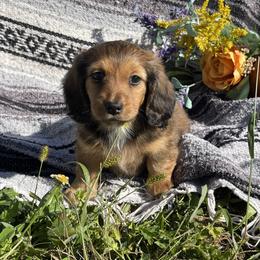 Dachshund Puppies from Neuhund Mini Dachshunds