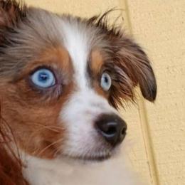 Sarah - Miniature Australian Shepherd puppy from Southpaw Herders LLC