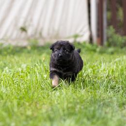 German Shepherd Puppies from Zwinger Vom Rabenauge