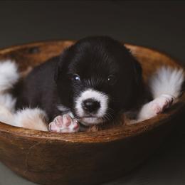 Rex - Black and white male Border Collie puppy in Fresno, California from Alpine Tails