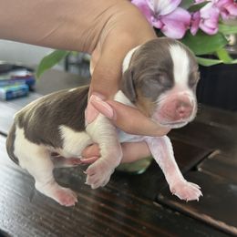 Boy 3 - male English Springer Spaniel puppy in Vacaville, California from Goldridge Springers