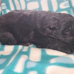 Purple Collar Female - Black female German Shepherd puppy in Cadet, Missouri from Working Valley Shepherds