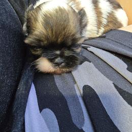 Cricket - Tricolor female Shih Tzu puppy in Avery, Texas from Christye Bolen