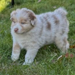 Jack - Red merle male Australian Shepherd puppy in Brownfield, Maine from Misty Feather Aussies