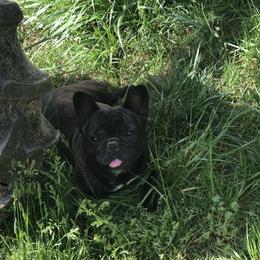 Boxer and French Bulldog All Grown Up from Blissful Euro Boxers & French Bull Dogs