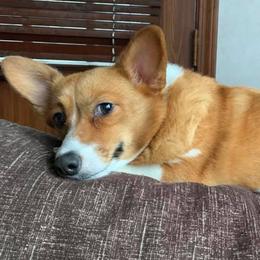 Pembroke Welsh Corgis from Ohio Corgi Love Pups