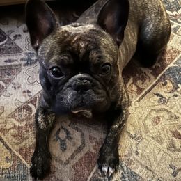 Dachshunds and French Bulldogs from MNE Miniature Dachshunds and French Bulldogs