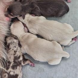 Boy 3 - Dapple male Dachshund puppy in Rancho Cucamonga, California from Pretty Little Dachshunds