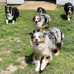 Australian Shepherds from Spirit Aussies