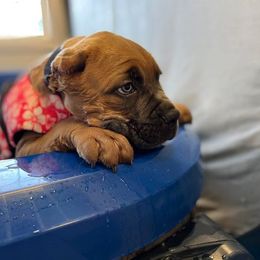 Cane Corso Puppies from Difesa Cane Corso