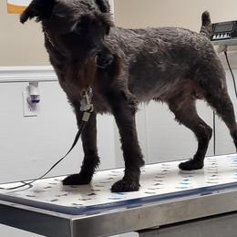 Gus - Miniature Schnauzer