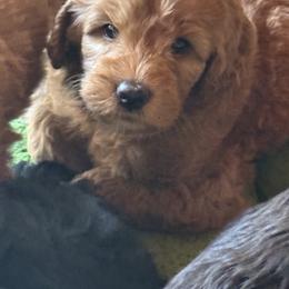 Goldie - Apricot female Australian Labradoodle puppy in Otis, Massachusetts from Tango Wool Labradoodles
