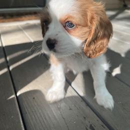 Cavalier King Charles Spaniel Puppies from Cumberland Cavaliers