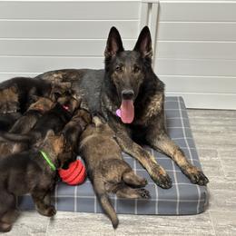 German Shepherd Puppies from 7OaksK9