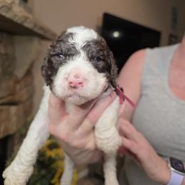 Bright pink collar - Parti female Goldendoodle puppy in Sanderson, Florida from Serenity Goldendoodles