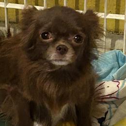 Singa - Chihuahua