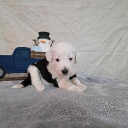 Sparkle - Black and white female Sheepadoodle puppy in Weatherford, Texas from Oodles of poodles and doodles