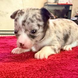 Gucci (tiny runt) AKC - Merle female Chihuahua puppy in Seneca, Missouri from Stephanie’s Puppy Colony