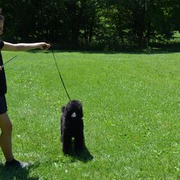 Poodle Puppies from D and D Standard Poodles