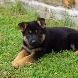 German Shepherd Puppies from Reizarf Kennels