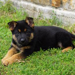 German Shepherd Puppies from Reizarf Kennels