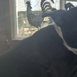 Boston Terriers from Cindy's Boston Terriers
