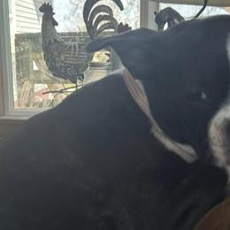 Boston Terriers from Cindy's Boston Terriers
