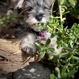 Miniature Australian Shepherd, Miniature Schnauzer, and Toy Australian Shepherd All Grown Up from Roses Halfpint Ranch