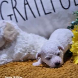 Girl 1 - White female Bichon Frise puppy in Four Oaks, North Carolina from .Havenkennels.Net