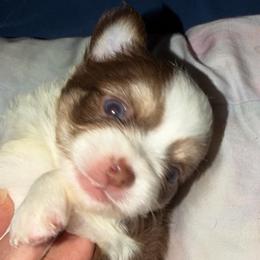 Richie(Happy Days) - Chocolate and white male Chihuahua puppy in Amelia, Virginia from Pannell’s Precious Pups