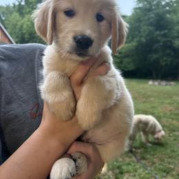 Mr. Neon Green - Golden male Golden Retriever puppy in Vesuvius, Virginia from South River Retriever's