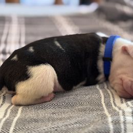Flounder - Blue Collar - White male Boxer puppy in Madras, Oregon from BnT Boxers