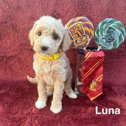 Luna - Cream female Goldendoodle puppy in Conroe, Texas from Tails of Cypress