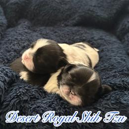 Shih Tzu Puppies from DESERT ROYAL SHIH TZU
