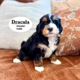 Dracula - Tri-color male Bernedoodle puppy in Jackson, Mississippi from T.M. Poodles & Doodles