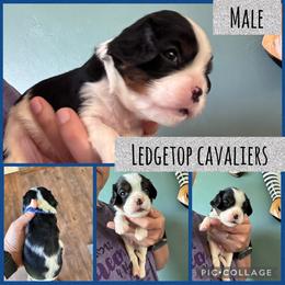 Blue - Tri-color male Cavalier King Charles Spaniel puppy in Greenleaf, Wisconsin from Ledgetop Family Cavaliers