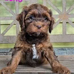 Echo - Brown female Cockapoo puppy in Perry, Arkansas from Parker's Cockapoos