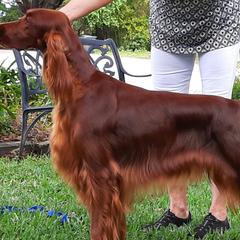 Irish Setters from MJ's Small Town Irish Setters