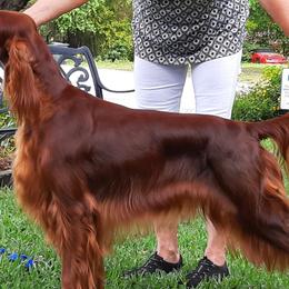 Irish Setters from MJ's Small Town Irish Setters