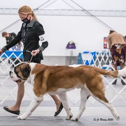 Hubert - Saint Bernard