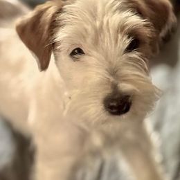 Snow - Russell Terrier