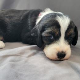 Betsy - Black tri-color female Assorted Doodle Crosses puppy in Blackfoot, Idaho from Lucky Pup Meadows