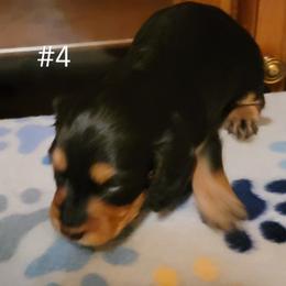Dachshund Puppies from CLARK'S BREEDING PROGRAM