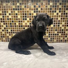 Neon green collar - Black male Great Dane puppy in Ider, Alabama from Sand Mountain Danes LLC