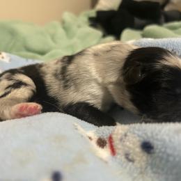 Neville - Blue merle white and tan male Shetland Sheepdog puppy in New Richmond, Ohio from Heaven’s Shelties