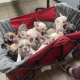French Bulldog Puppies from Debruyn Bulldogs
