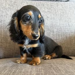 Fred 2800 - Dapple male Dachshund puppy in Tonopah, Arizona from Brandie's Dachshunds